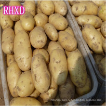 китайский большой экспортер свежей картошки 